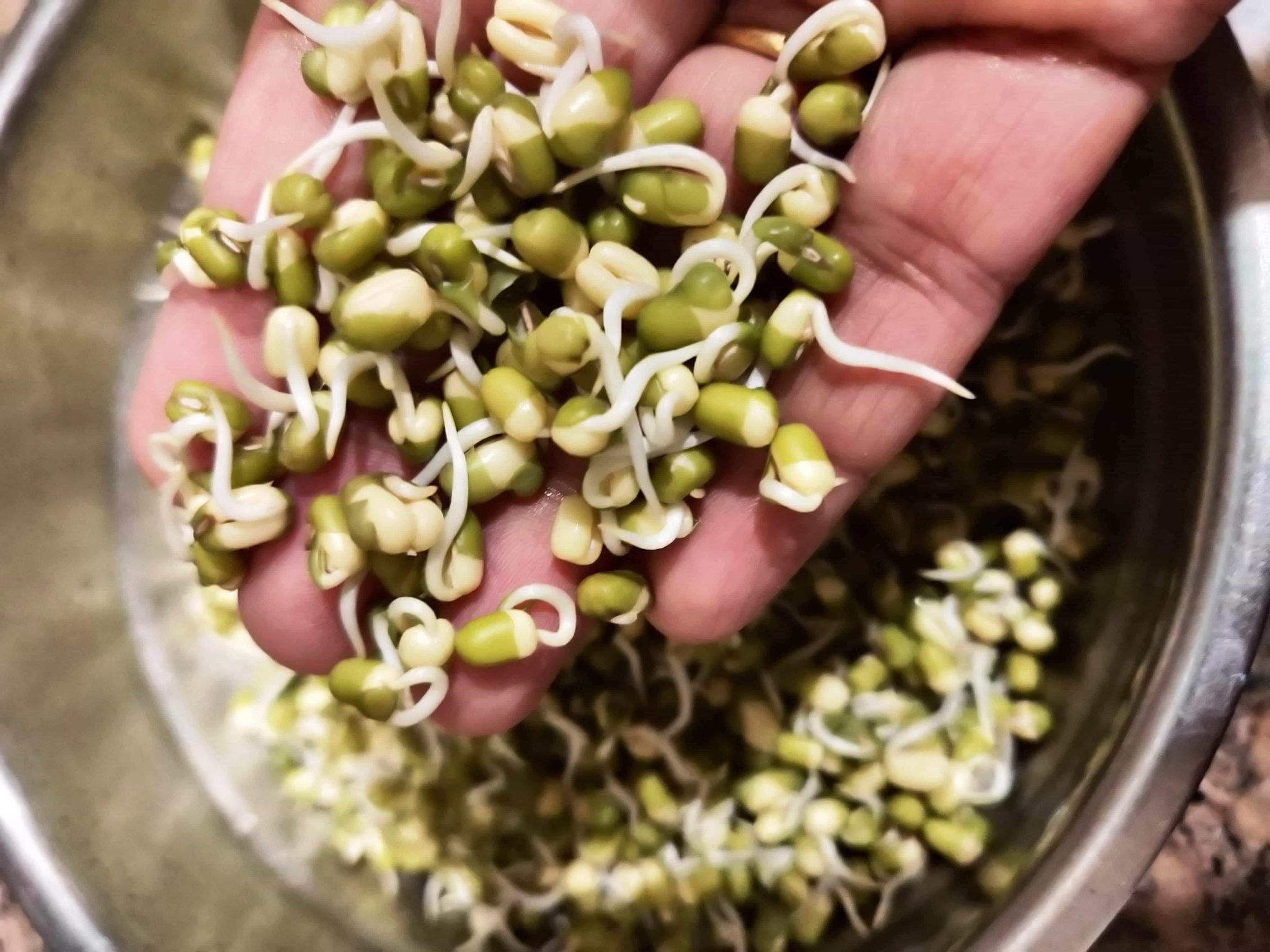 How To Make Sprouts And Why? |Without Sprout Maker|Easy Method